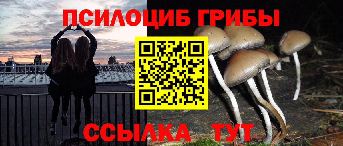 Кашира  где найти   Вход с VPN  Псилоцибиновые грибы Cubensis 